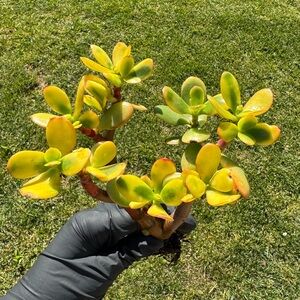 Crassula ovata 'Hummel's Sunset' - Golden Jade